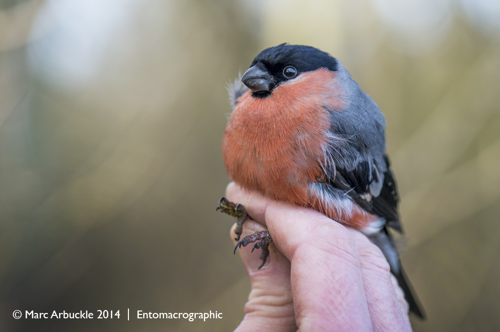 Bullfinch, Pyrrhula pyrrhula, male