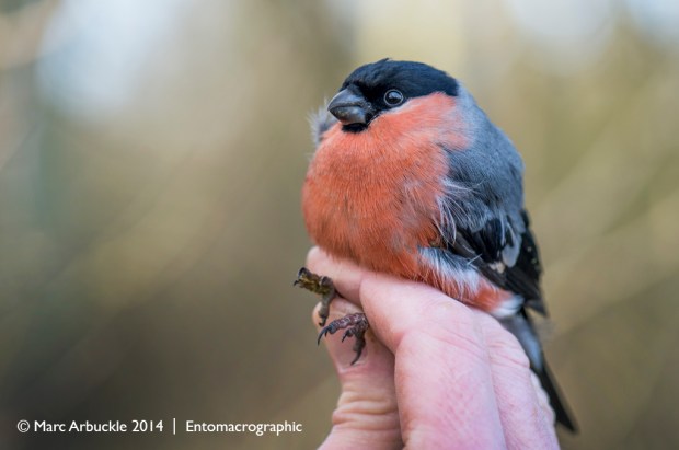 Bullfinch, Pyrrhula pyrrhula, male