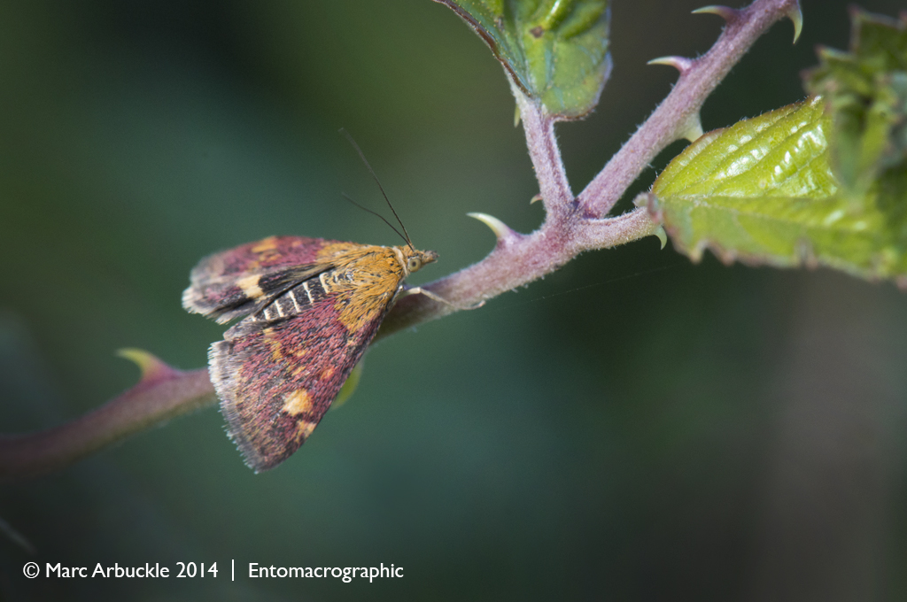 Mint moth, pyrausta aurata