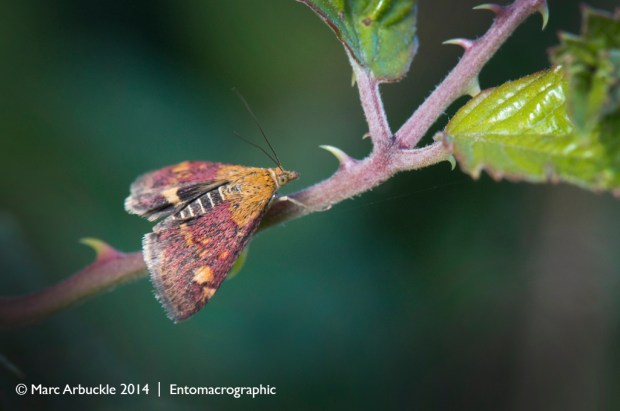 Mint moth, pyrausta aurata