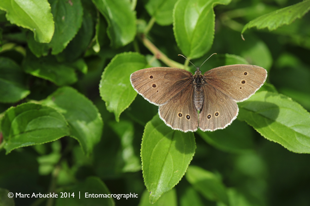 Ringlet, aphantopus hyperantus, female