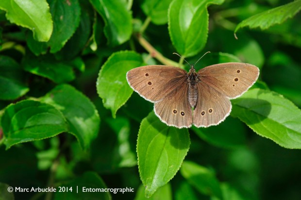 Ringlet, aphantopus hyperantus, female