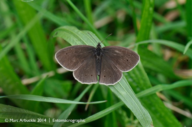 Ringlet, aphantopus hyperantus, male