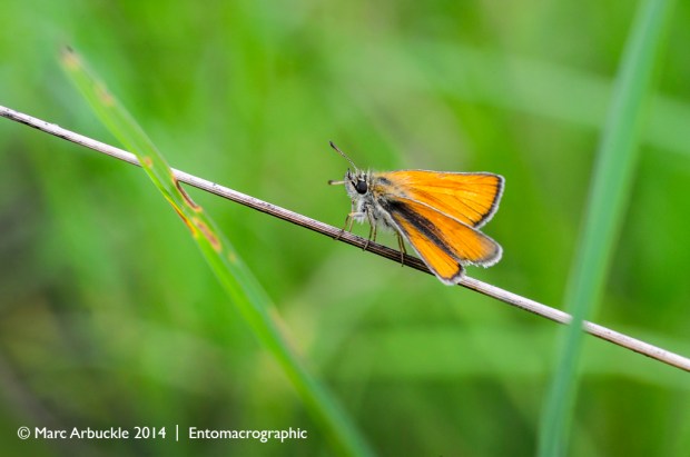 Essex Skipper, thymelicus lineola, female