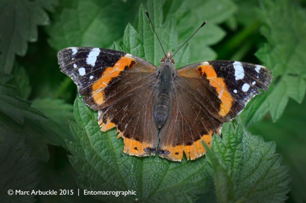 Red Admiral butterfly, Vanessa atalanta