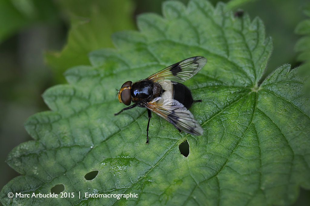 Pellucid hoverfly, Volucella pellucens – female