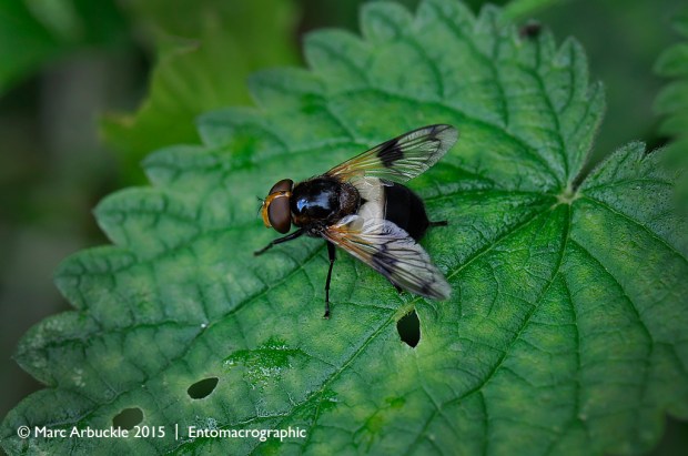 Pellucid hoverfly, Volucella pellucens – female
