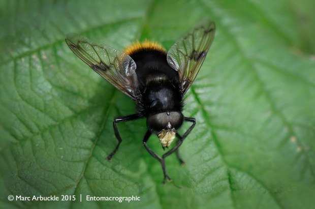 Volucella bombylans – male