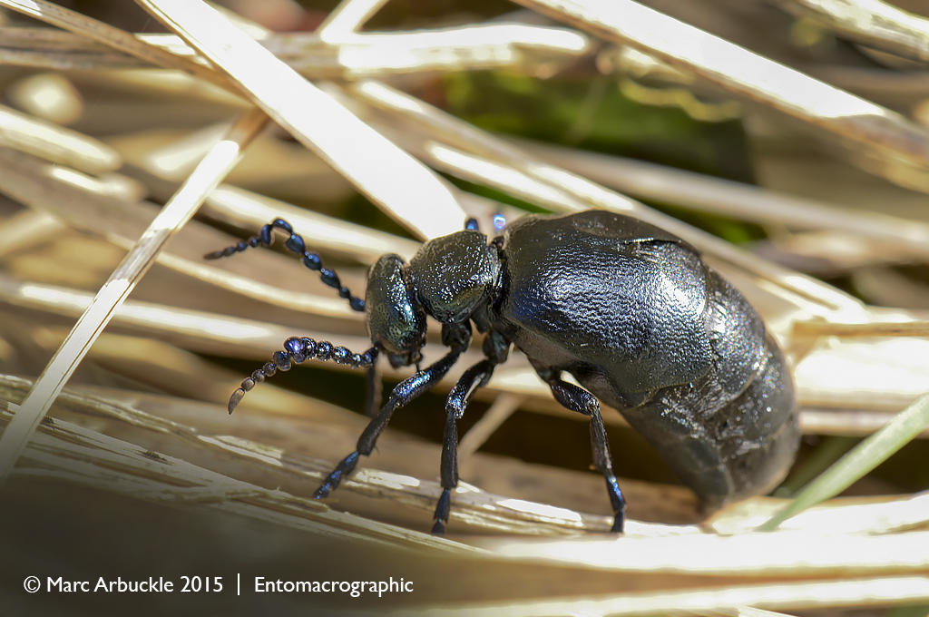 Black Oil beetle, Meloe proscarabaeus, male