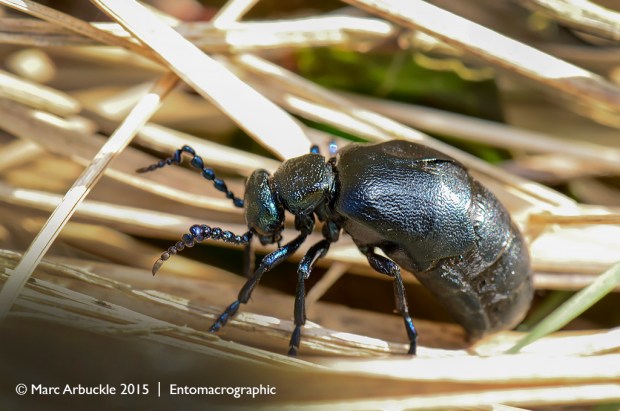 Black Oil beetle, Meloe proscarabaeus, male