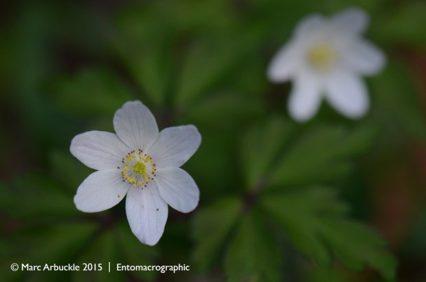 Wood Anenome, Anemone nemorosa