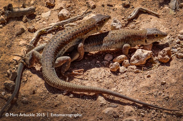 Acanthodactylus schreiberi