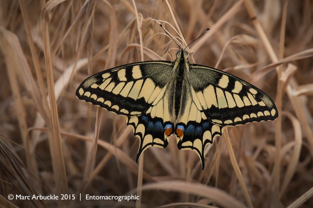 European Swallowtail butterfly, Papilio machaon