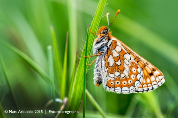 Marsh Fritillary, Euphydryas aurinia
