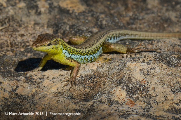 European snake-eyed lizard, Ophisops elegens
