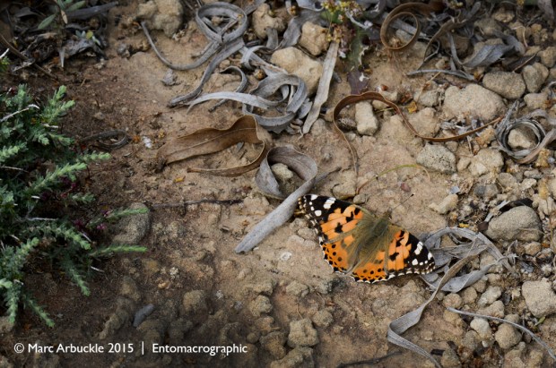 Painted Ladt, Vanessa cardui