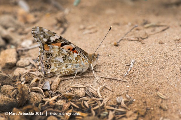 Painted Lady, Vanessa cardui
