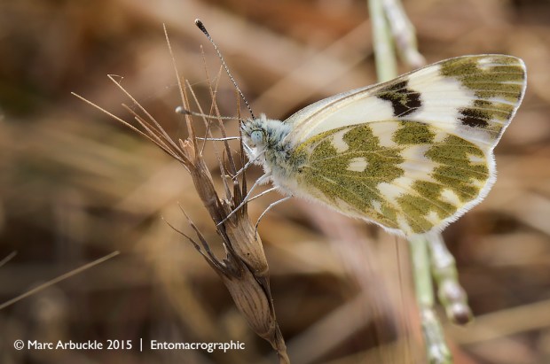 Eastern Bath White, Pontia edusa