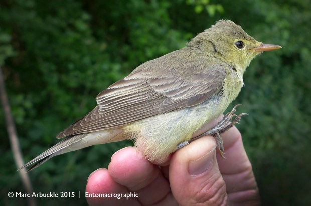 Icterine warbler, Hippolais icterina