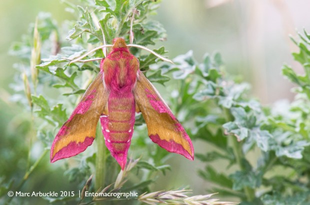 Small Elephant Hawk-moth, Deilephila porcellus