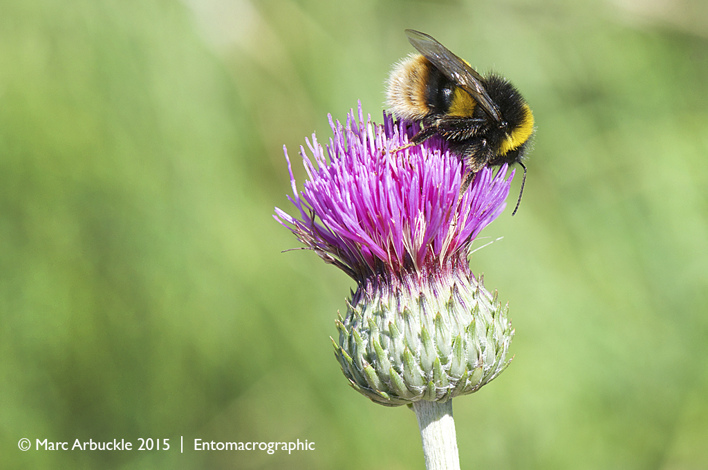 Broken–belted Bumblebee, Bombus soroeensis
