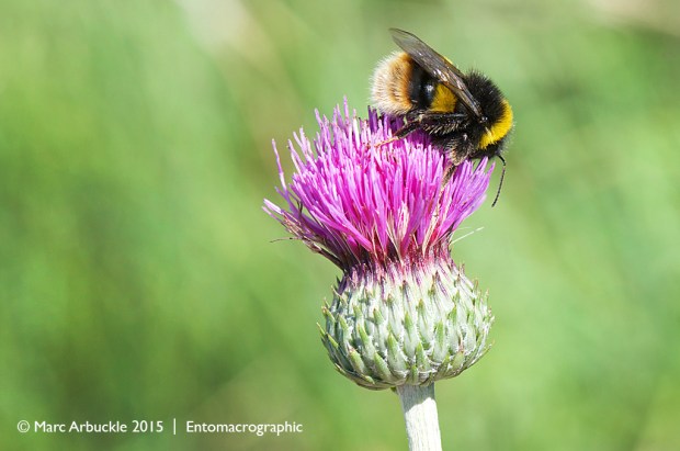 Broken–belted Bumblebee, Bombus soroeensis