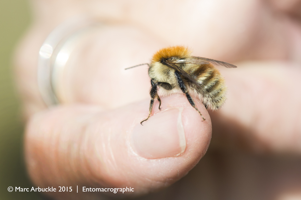 Common carder bee, bombus pascuorum, male