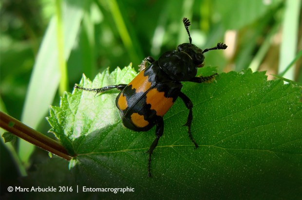 Sexton beetle, Nicrophorus vespilloides