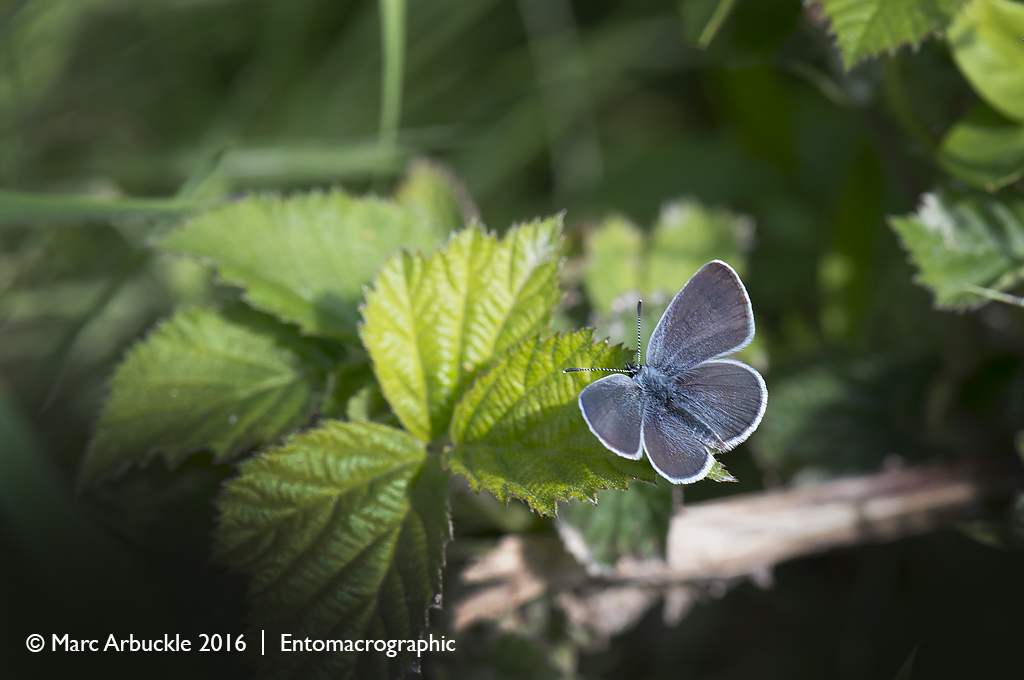 Small Blue butterfly, Cupido minimus, male