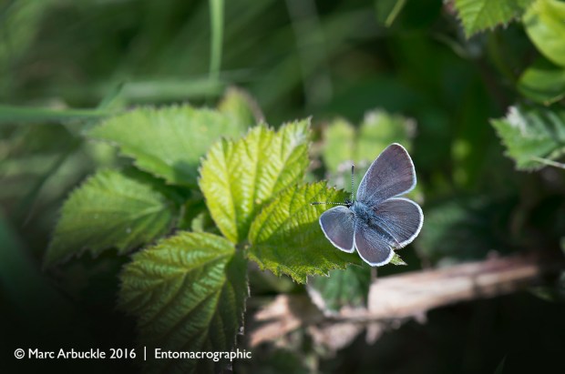 Small Blue butterfly, Cupido minimus, male