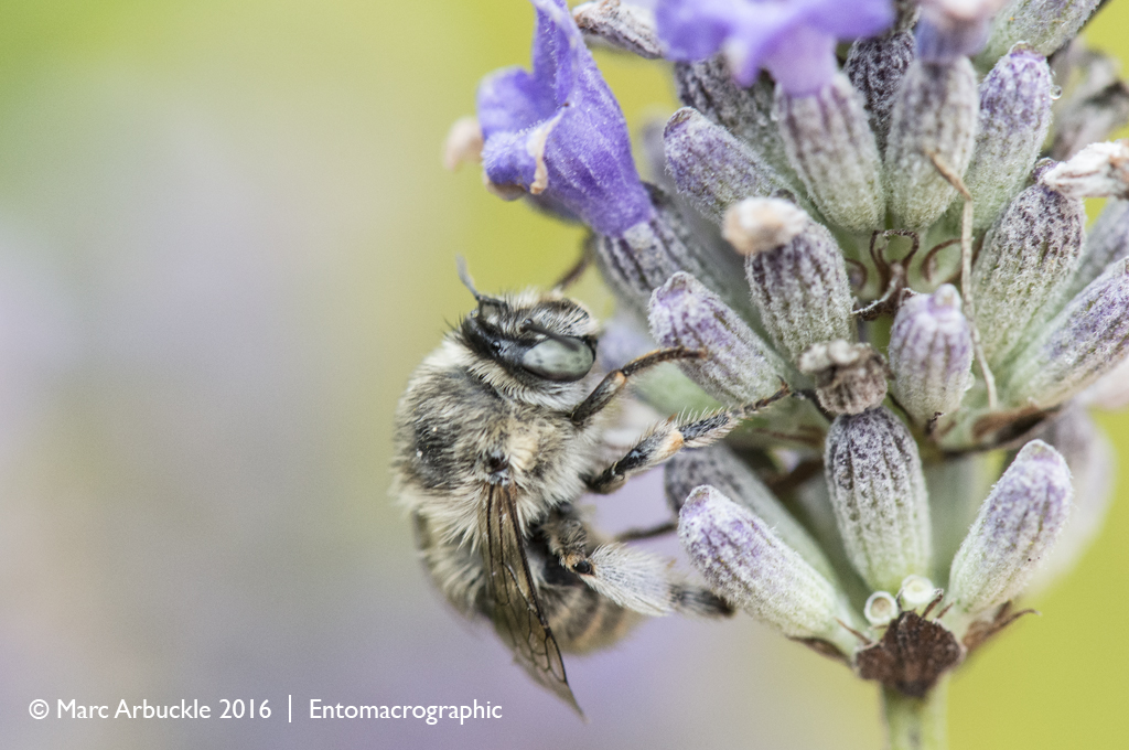 Four-banded flower bee, Anthophora quadrimaculata, female