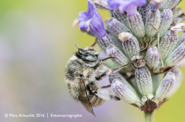 Four-banded flower bee, Anthophora quadrimaculata, female