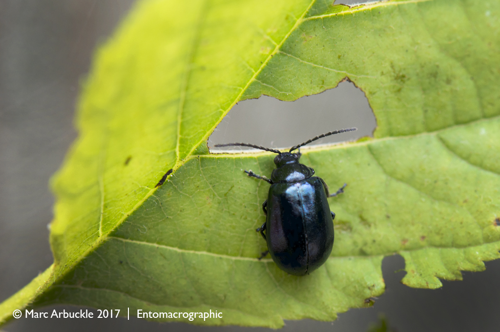 The blue alder leaf beetle, Agelastica alni