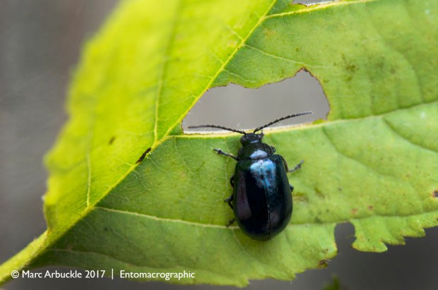 The blue alder leaf beetle, Agelastica alni