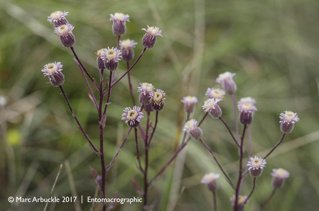 Blue Fleabane, Erigeron acer