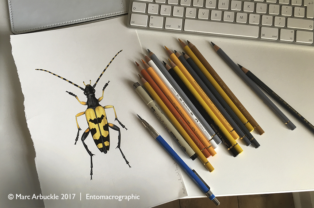 Illustration of Rutpela maculata