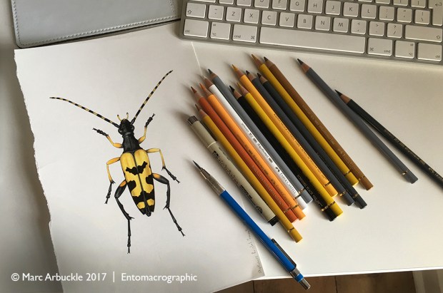 Illustration of Rutpela maculata