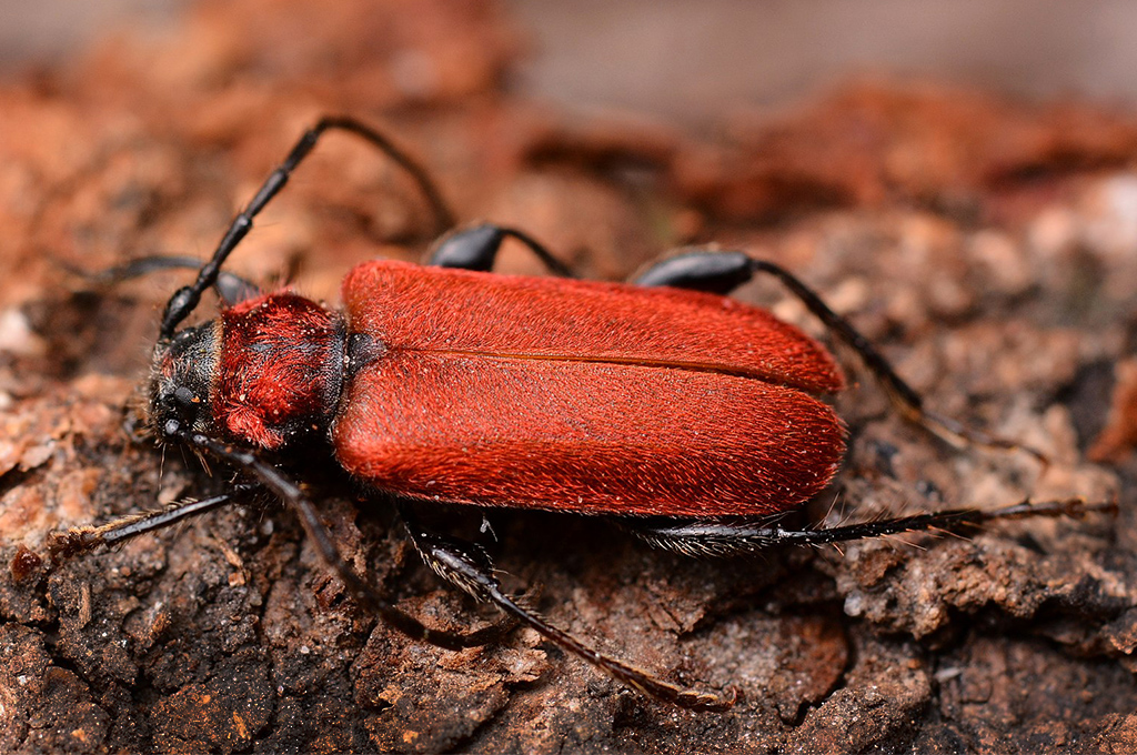 pyrridium sanguineum