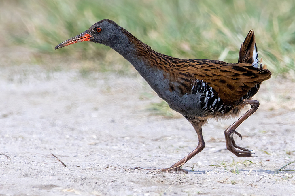 water_rail