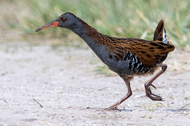 water_rail