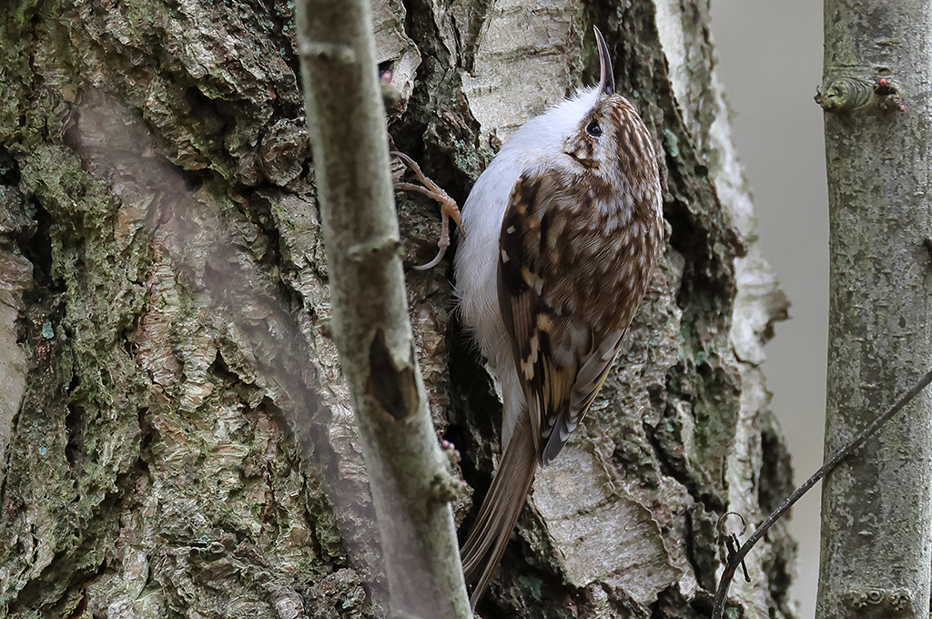 Treecreeper on tree trunk